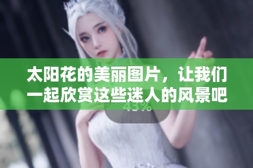 太阳花的美丽图片，让我们一起欣赏这些迷人的风景吧