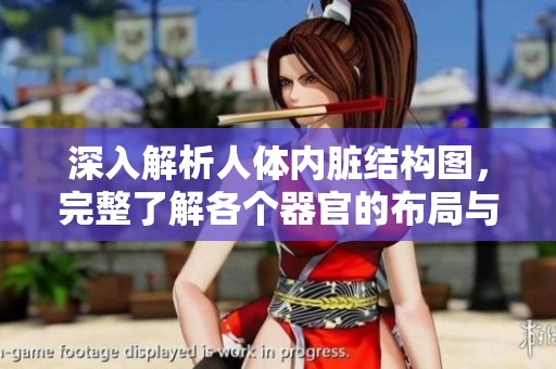 深入解析人体内脏结构图，完整了解各个器官的布局与功能