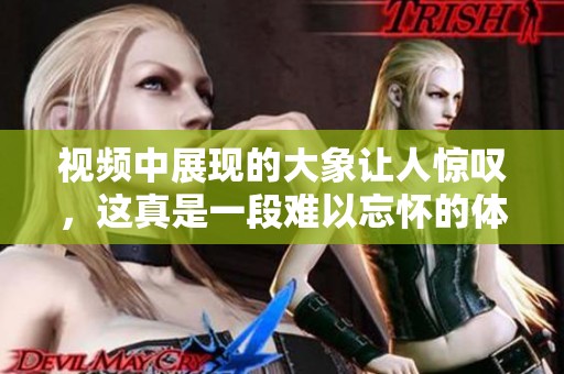 视频中展现的大象让人惊叹，这真是一段难以忘怀的体验