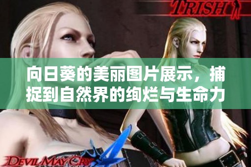 向日葵的美丽图片展示，捕捉到自然界的绚烂与生命力